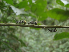 Polyrhachis militaris