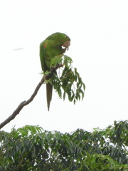 Psittacara leucophthalmus