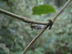 Polyrhachis militaris