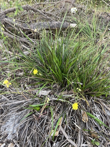 Conostylis aculeata (Conostylis aculeata)