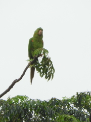 Psittacara leucophthalmus