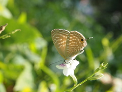 Jamides alecto alocina