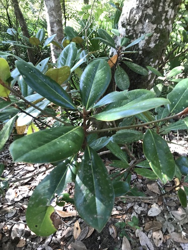 Southern Magnolia