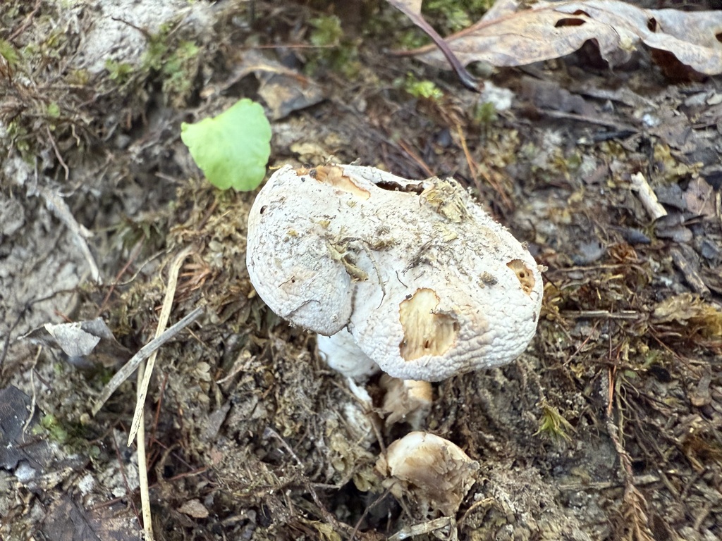 Hebeloma plesiocistum