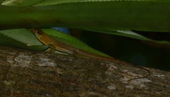 Anolis richardii