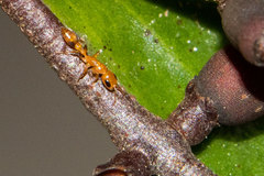 Pseudomyrmex simplex