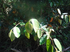 Chrysophyllum