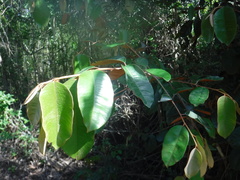 Chrysophyllum