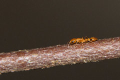 Pseudomyrmex simplex