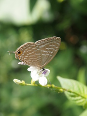 Jamides alecto alocina