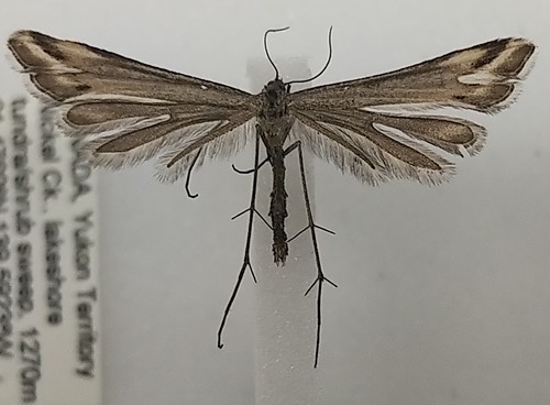 Arctic Plume Moth