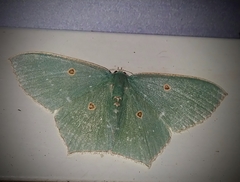 Cyclothea disjuncta
