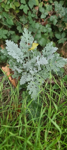 Common × Silver Ragwort (Jacobaea ×)