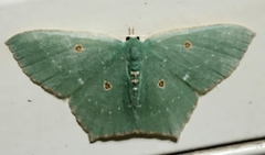 Cyclothea disjuncta