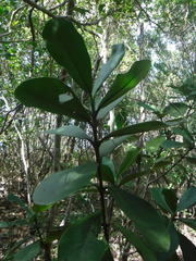 Clusia rosea