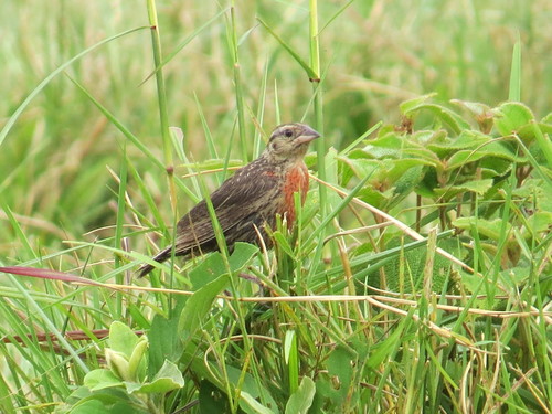 White-browed Meadowlark