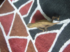 Rhampholeon spectrum