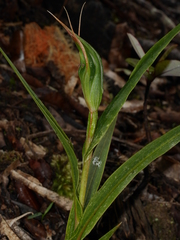 Pterostylis cardiostigma