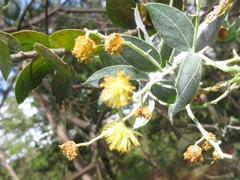 Acacia podalyriifolia