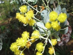 Acacia podalyriifolia