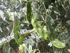 Acacia podalyriifolia