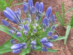 Agapanthus praecox