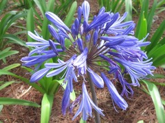 Agapanthus praecox