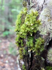 Ulota crispula