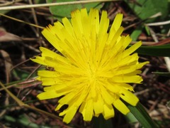 Picris