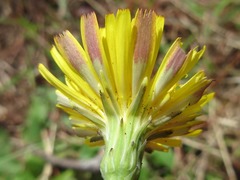 Picris
