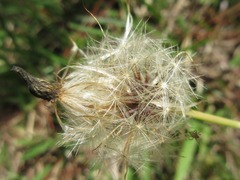 Picris
