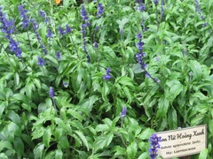 Salvia farinacea