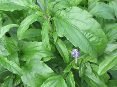 Salvia farinacea