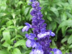 Salvia farinacea