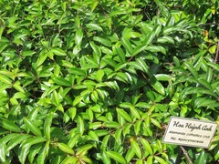 Allamanda cathartica