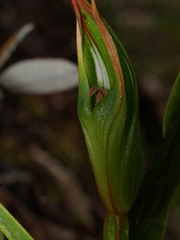 Pterostylis cardiostigma