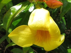 Allamanda cathartica