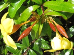 Allamanda cathartica