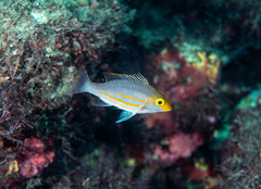 Longspine Emperor photo 2