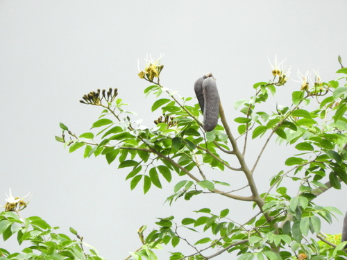 Hymenaea courbaril - Whole tree
