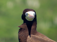 Sula leucogaster leucogaster