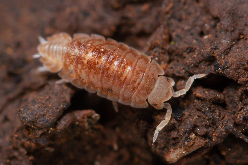 Bathytropa granulata