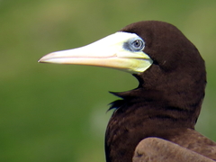 Sula leucogaster leucogaster