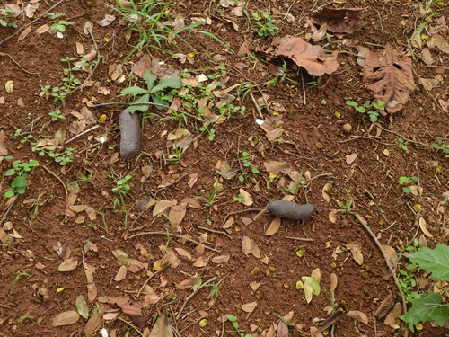 Hymenaea courbaril - Leaves