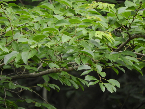 Hymenaea courbaril - Whole tree