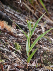 Pterostylis cardiostigma