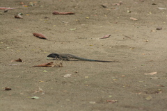Ameiva atrigularis