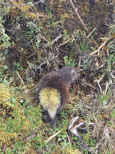 Short-tailed Porcupine