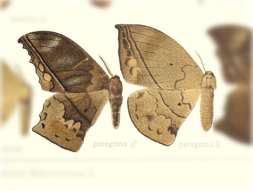 Oxytenis peregrina