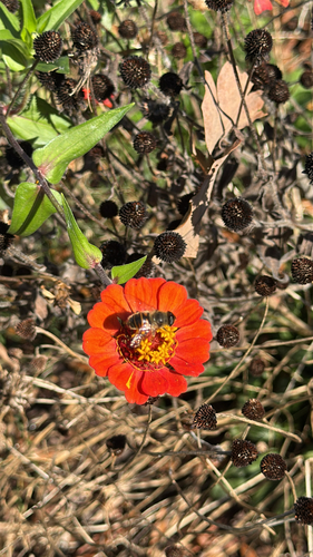 Unknown species found near Richardson Dr, Raleigh, NC, US